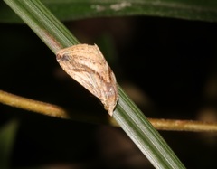 Rivula striatura