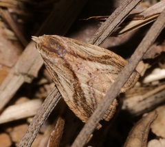 Rivula striatura