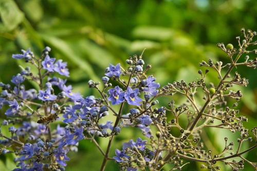 Vitex gaumeri, photograph 4
