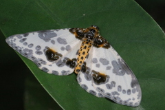 Abraxas amicula-illuminata