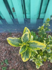 Magnoliopsida