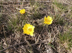 Adonis volgensis