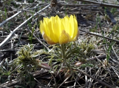 Adonis volgensis