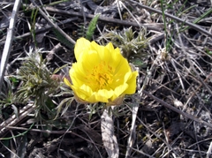 Adonis volgensis