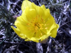 Adonis volgensis