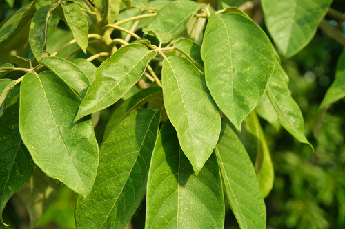 Vitex gaumeri, photograph 5