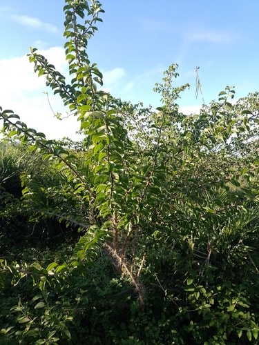 Pereskia bahiensis, photograph 4