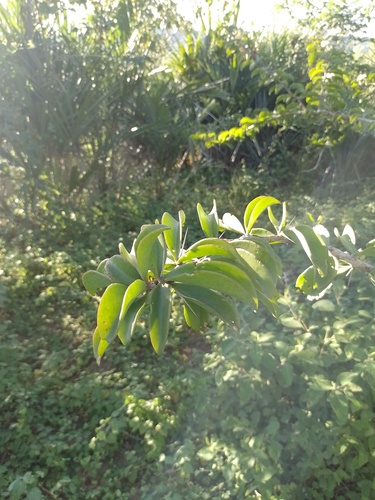 Pereskia bahiensis, photograph 3