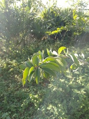 Pereskia bahiensis, photograph (c) Anilton Junior, some rights reserved (CC BY)