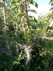 Pereskia bahiensis, photograph (c) Anilton Junior, some rights reserved (CC BY)