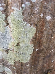 Pertusaria leioplaca