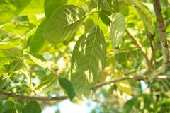 Vitex gaumeri, photograph (c) Abraham A. Gómez Landero, some rights reserved (CC BY)