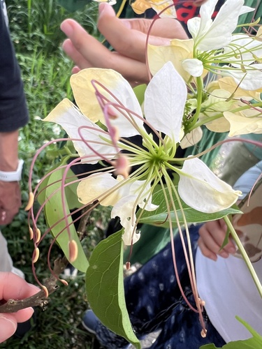 Crateva religiosa observed 2026-04-23