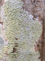 Pertusaria leioplaca