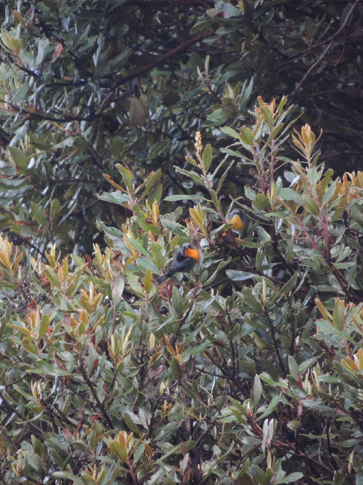 Flame-throated Warbler (Oreothlypis gutturalis), photo 4