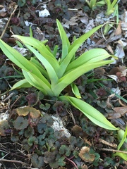 Hemerocallis fulva