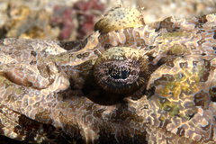 Cymbacephalus beauforti