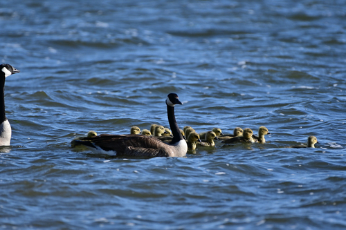 Canada Goose