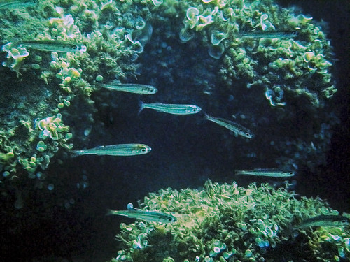 Big-scale Sand Smelt