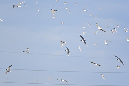 Franklin's Gull