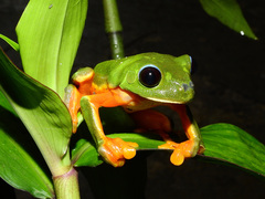 Agalychnis moreletii