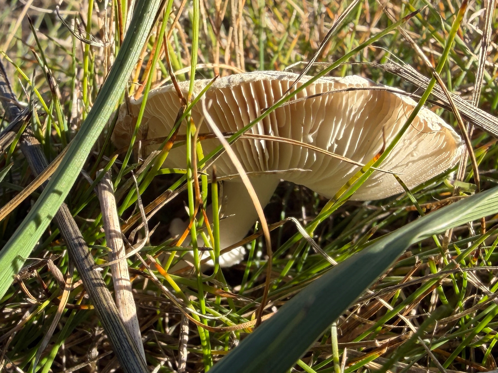 Leucocoprinus leucothites · April 2026 · photo: © jstarspots (iNaturalist, cc0)