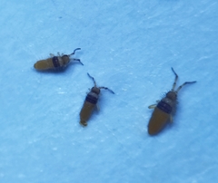 Entomobrya nigrocincta