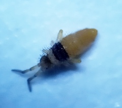 Entomobrya nigrocincta