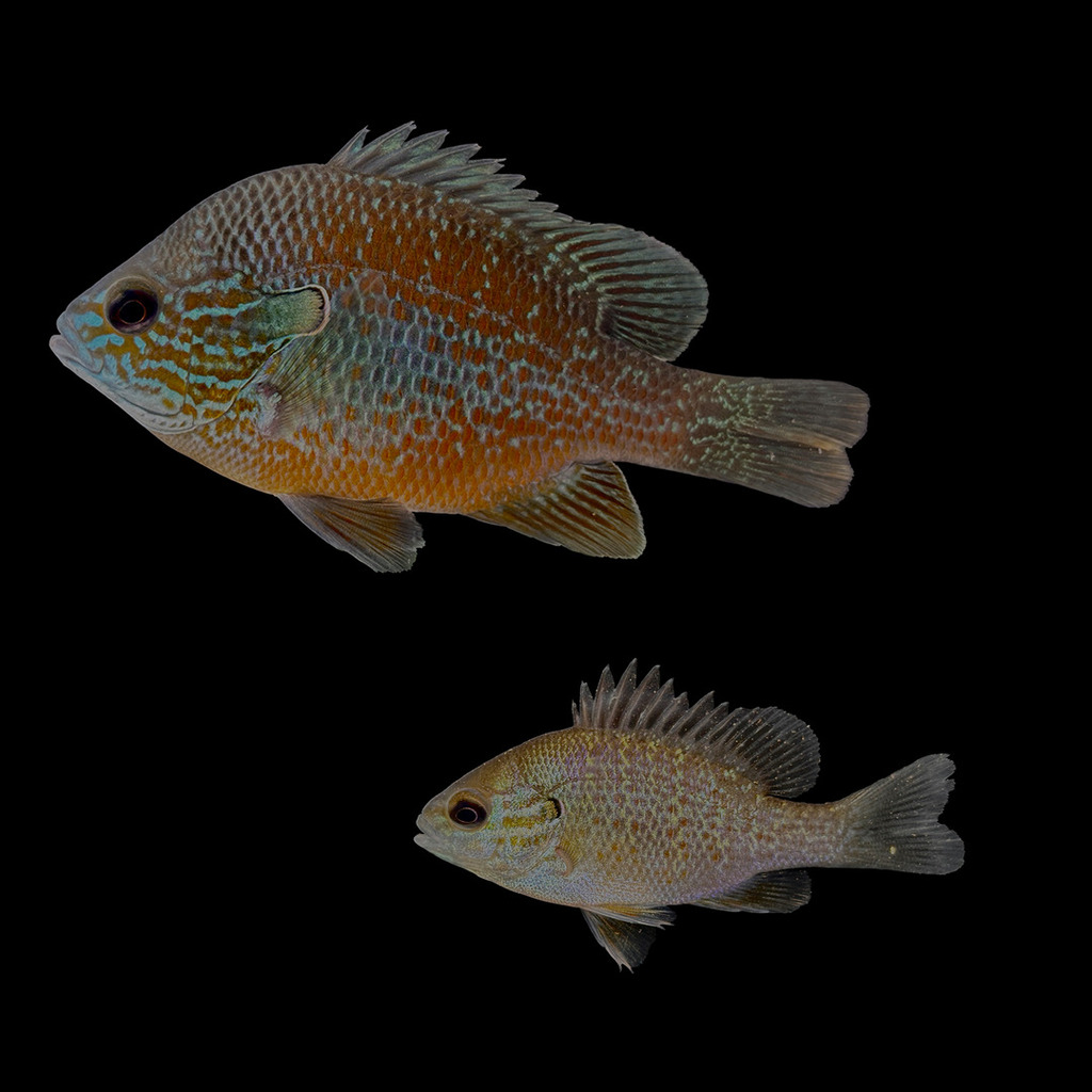 Rio Grande Longear Sunfish