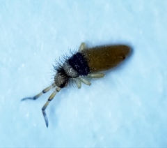 Entomobrya nigrocincta