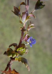 Veronica praecox