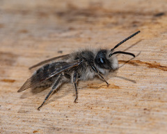 Andrena frigida