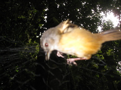 Malacocincla sepiaria