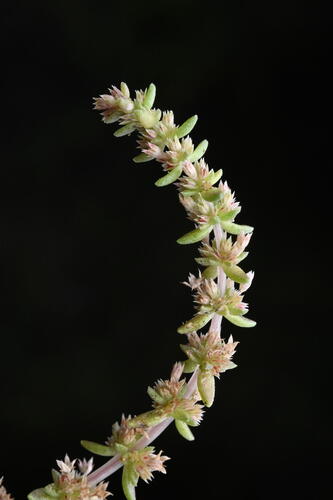 Siberian pygmyweed (Crassula sieberiana)