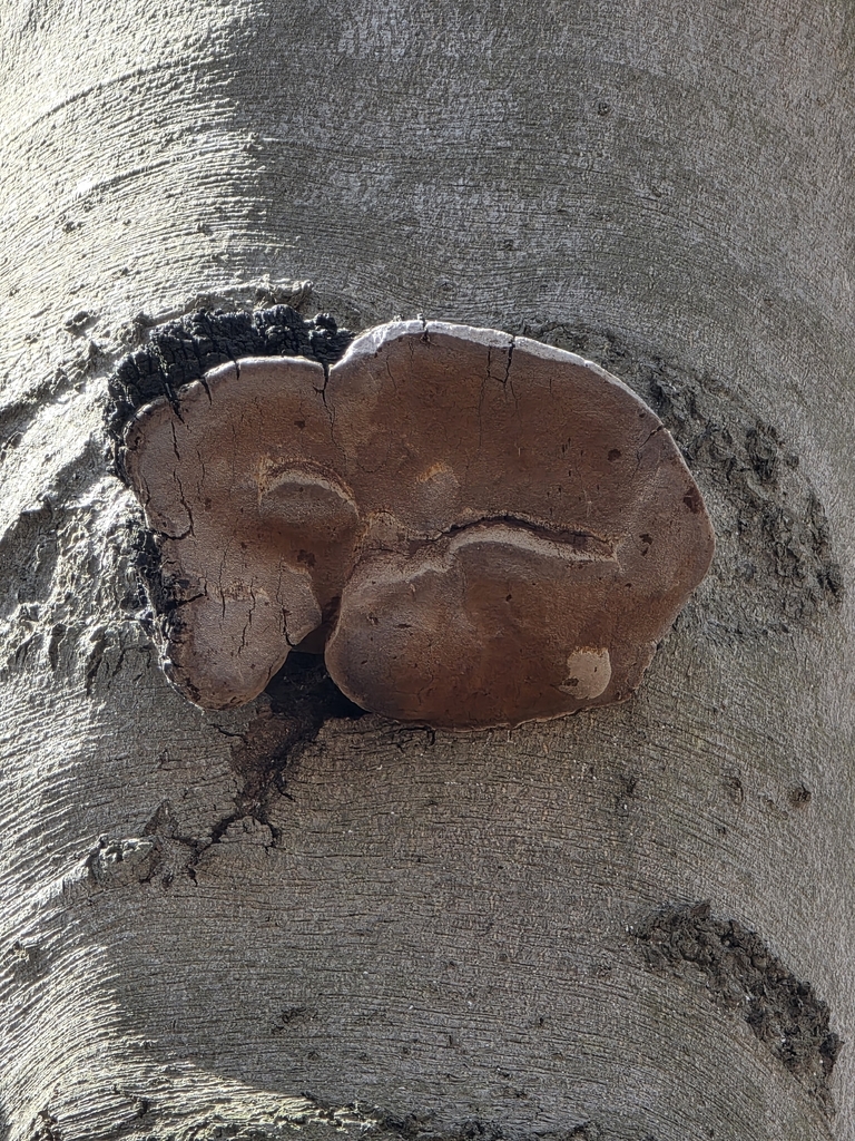 Phellinus nigricans · April 2026 · photo: © kristinpiston (iNaturalist, cc0)
