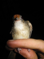 Malacopteron cinereum