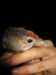 Malacopteron cinereum