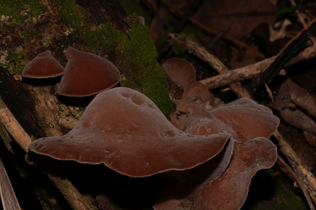 Auricularia cornea · April 2026 · photo: © schneehagen (iNaturalist, cc-by-sa)