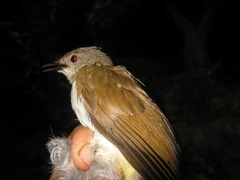 Brachypodius eutilotus