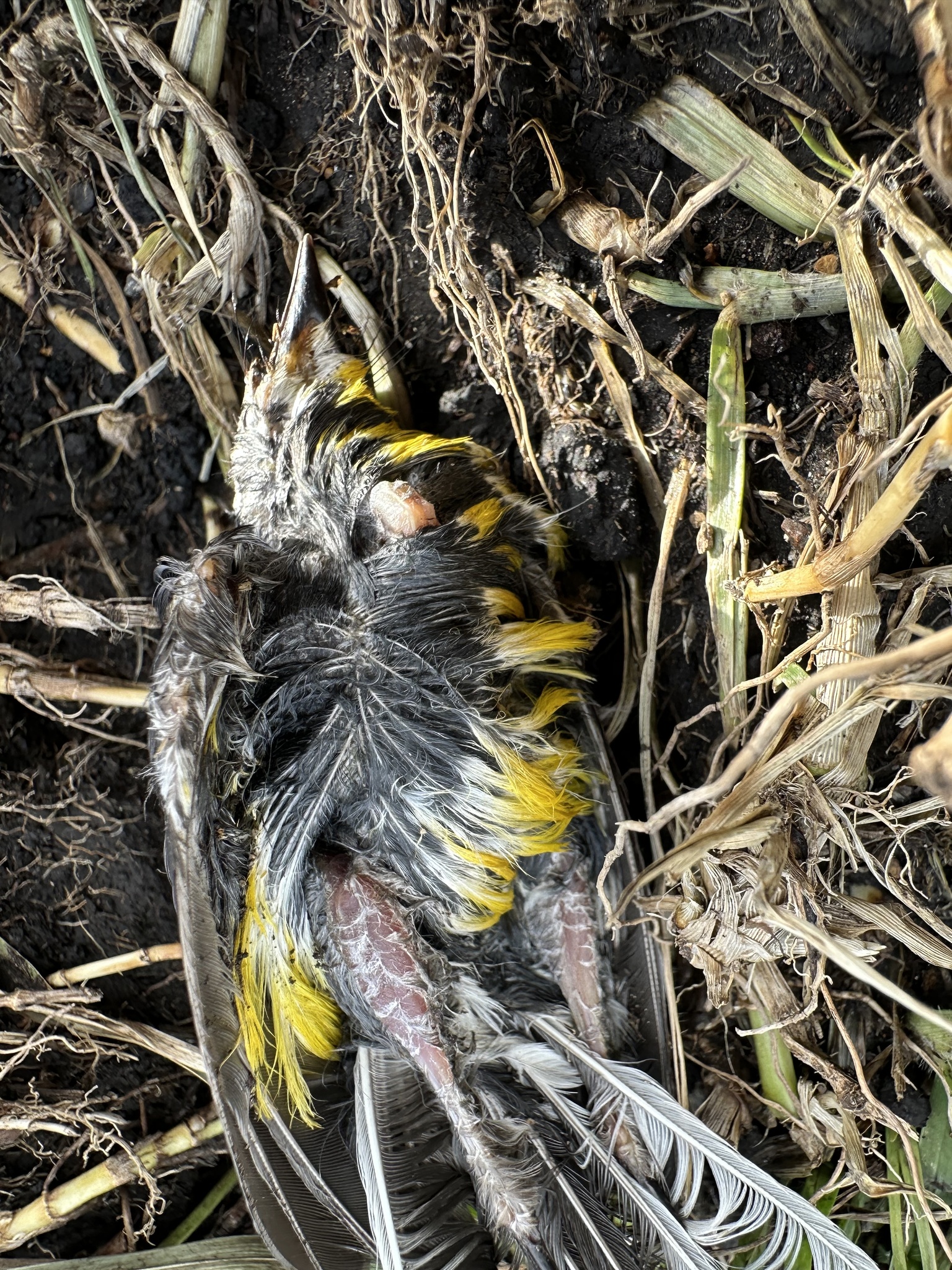 Golden-fronted Whitestart (Myioborus ornatus), photo 3