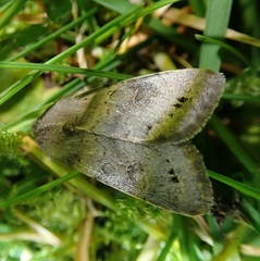 Orthosia populeti