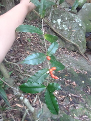 Alyxia ilicifolia
