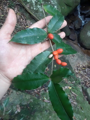 Alyxia ilicifolia