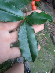 Alyxia ilicifolia