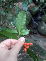 Alyxia ilicifolia