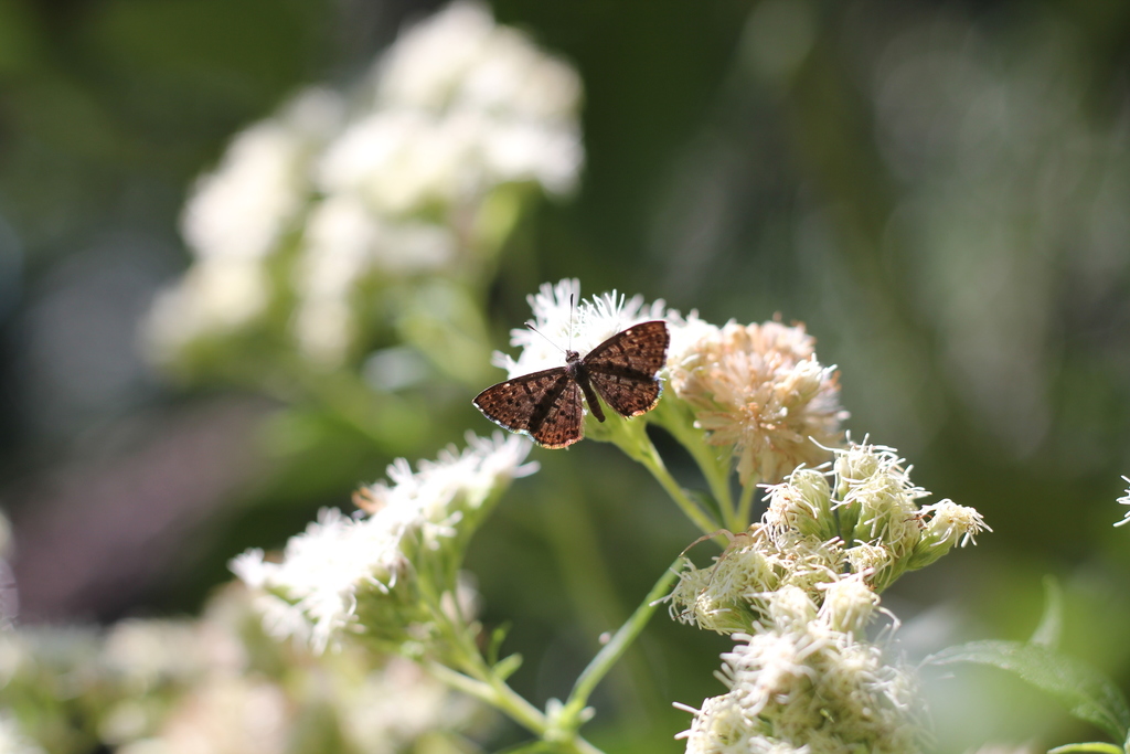 Harveyope tinea