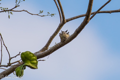 Anthracothorax veraguensis