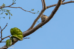 Anthracothorax veraguensis
