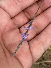Verbena menthifolia