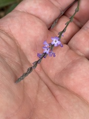 (c) Ian McFaul, some rights reserved (CC BY) Verbena menthifolia, photograph (c) Ian McFaul, some rights reserved (CC BY)